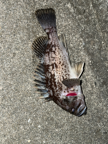 クロソイの釣果