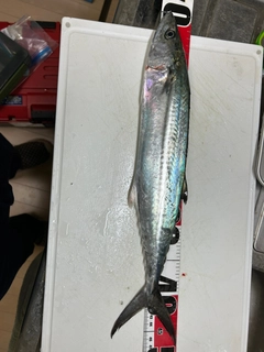 サゴシの釣果