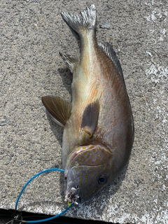 イシダイの釣果