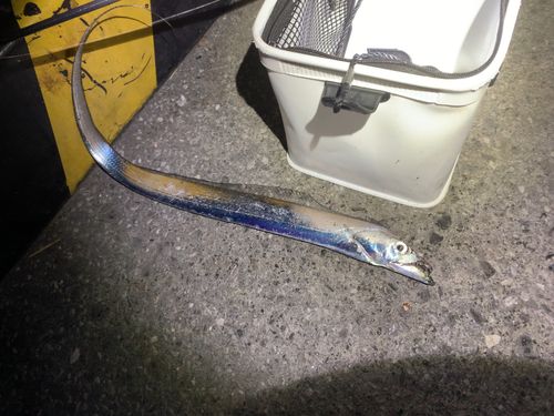 タチウオの釣果