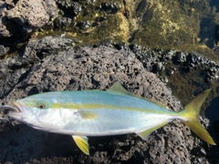 ハマチの釣果