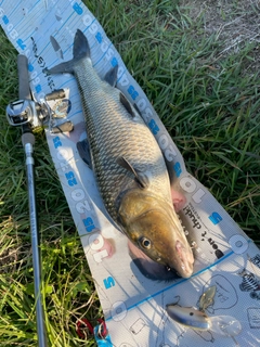 ニゴイの釣果