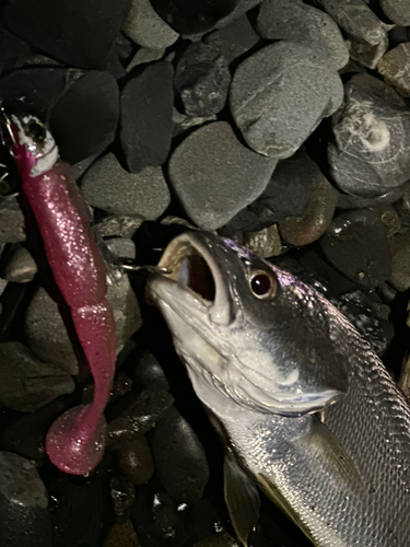 ニベの釣果