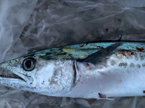 サゴシの釣果