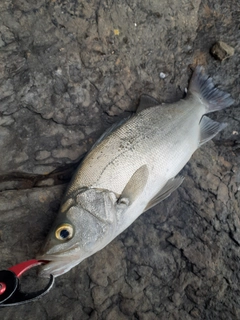 ヒラスズキの釣果