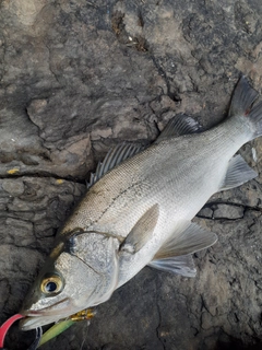 ヒラスズキの釣果