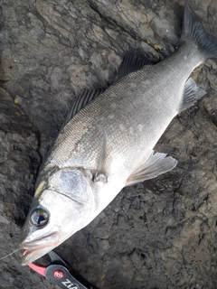 ヒラスズキの釣果