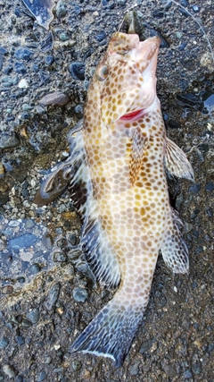 オオモンハタの釣果