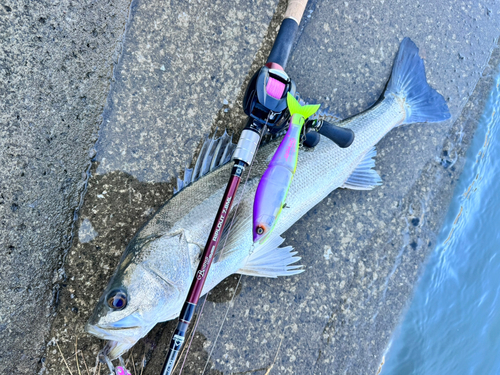 シーバスの釣果