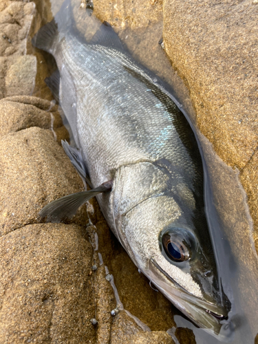 ヒラスズキの釣果