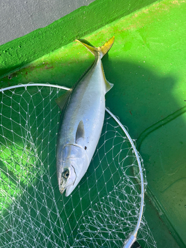 イナダの釣果