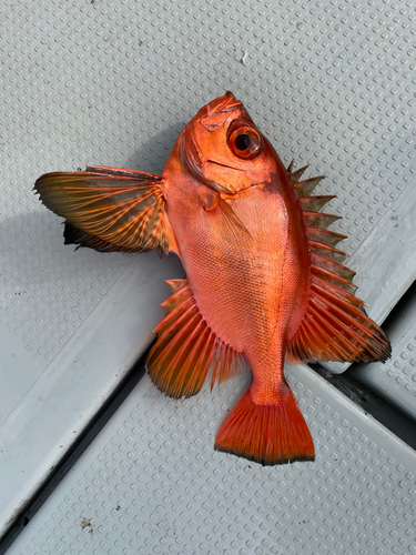 チカメキントキの釣果