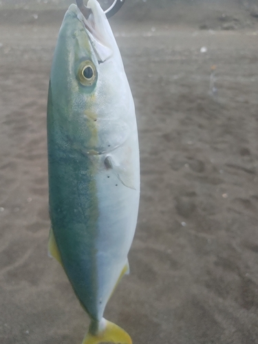 イナダの釣果