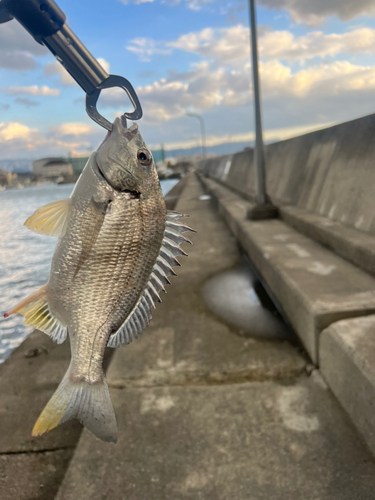 キビレの釣果