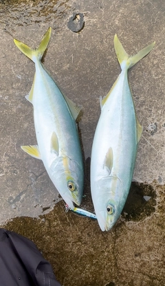 イナダの釣果