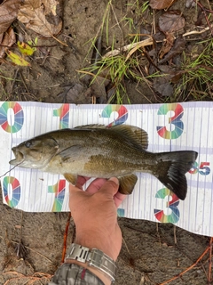 スモールマウスバスの釣果