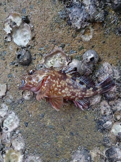 アラカブの釣果