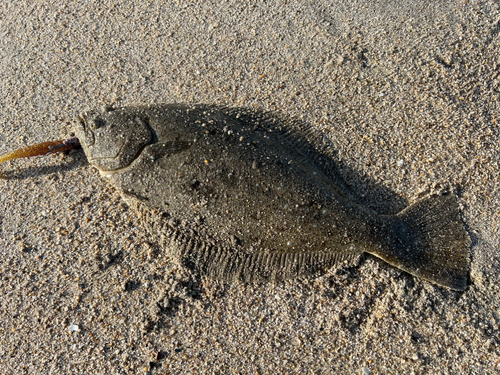 ヒラメの釣果