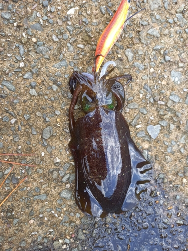 アオリイカの釣果