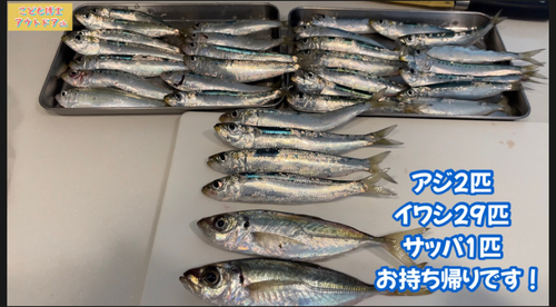 イワシの釣果