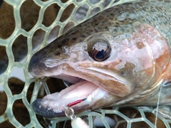 ニジマスの釣果