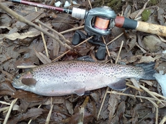 ニジマスの釣果