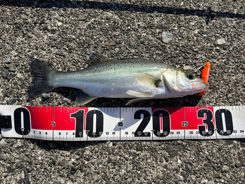 シーバスの釣果