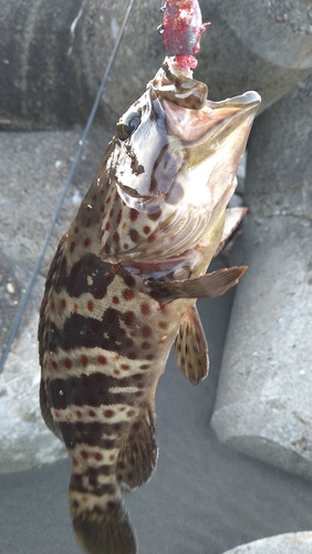 チャイロマルハタの釣果