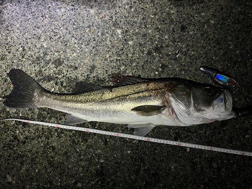 スズキの釣果