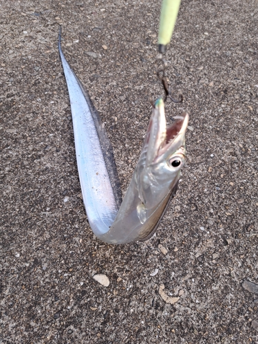 タチウオの釣果