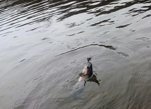 ニジマスの釣果