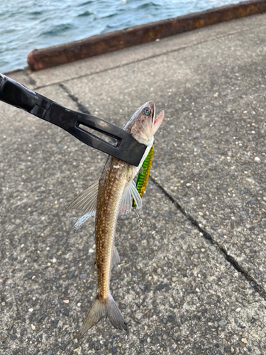 エソの釣果