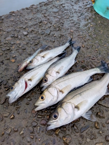 セイゴ（マルスズキ）の釣果