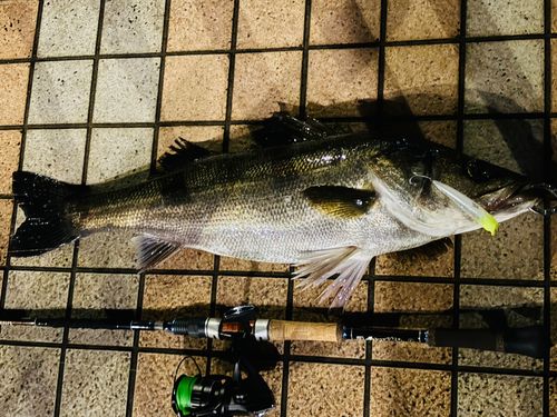 シーバスの釣果