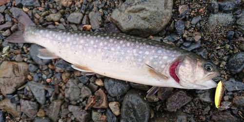 イワナの釣果