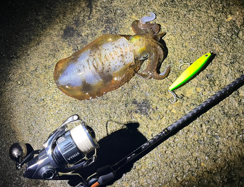 アオリイカの釣果