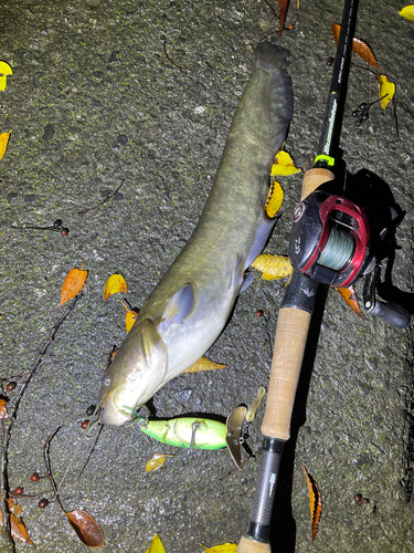 ナマズの釣果