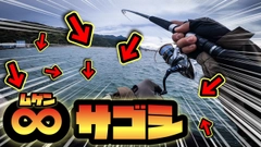 サゴシの釣果