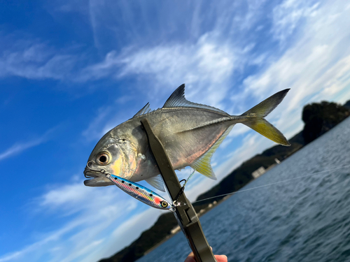 メッキの釣果