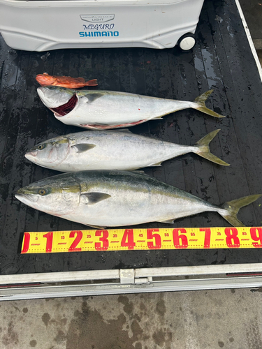 ブリの釣果