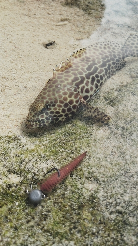 イシミーバイの釣果