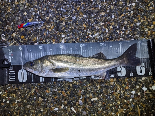 シーバスの釣果