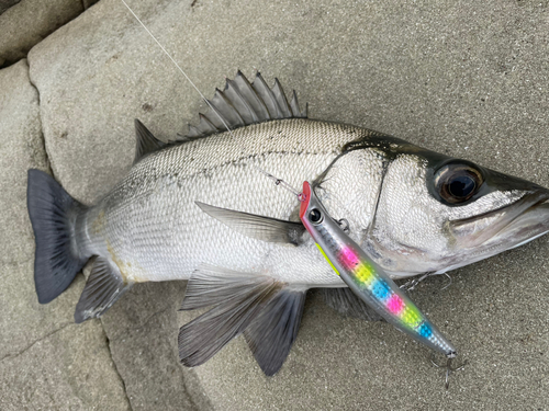 ヒラスズキの釣果