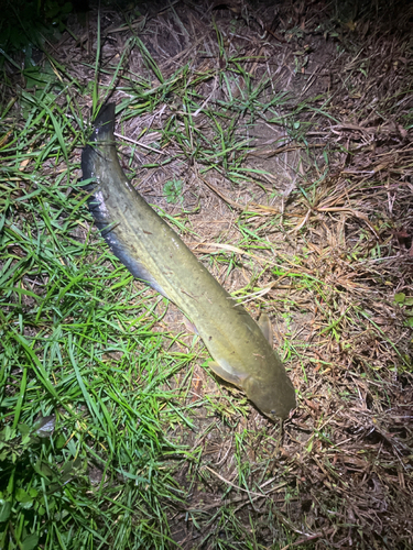 マナマズの釣果