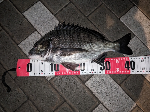 クロダイの釣果