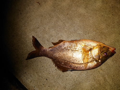 ウミタナゴの釣果