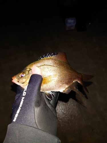 ウミタナゴの釣果