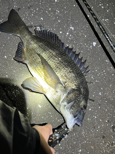 クロダイの釣果