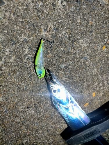 タチウオの釣果