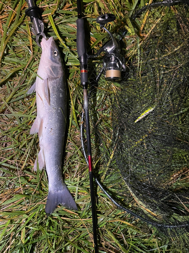 ウグイの釣果